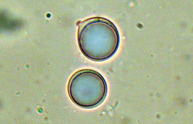 Amanita spec. Cod.: 4748-07